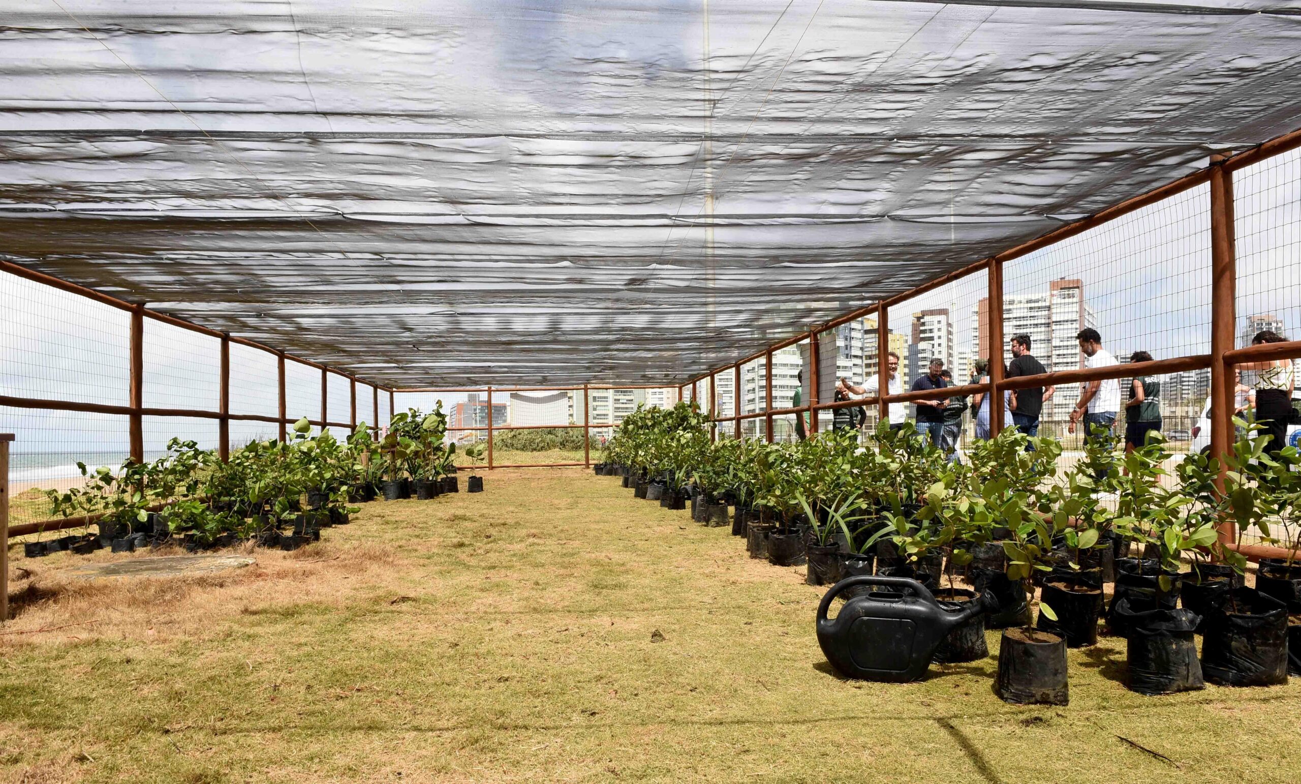 Salvador ultrapassa 15 mil mudas plantadas em 2026 e supera recorde do ano passado; confira ações de setembro